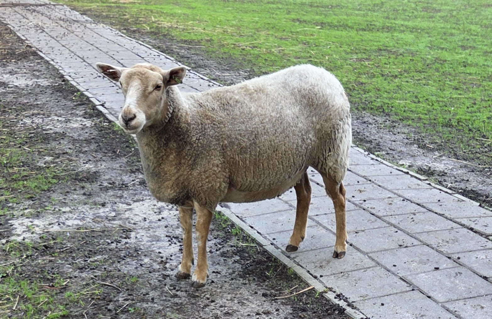 Schapen